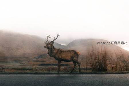 山雾公路边，孤鹿眺望远方