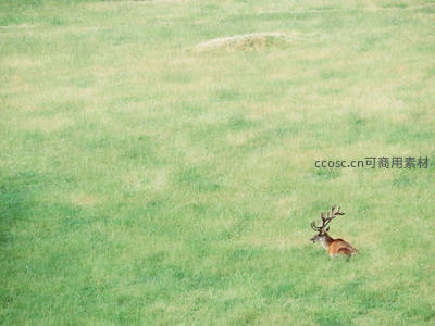 广阔草原上，孤鹿静卧享受午后时光