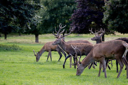 鹿群在开阔草原上悠闲进食