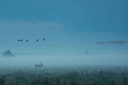 晨雾弥漫的旷野，孤鹿与飞鸟共舞天际
