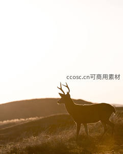 夕阳下奔跑的鹿影，金色光辉勾勒轮廓