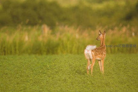 绿野斑鹿回眸，自然静谧瞬间
