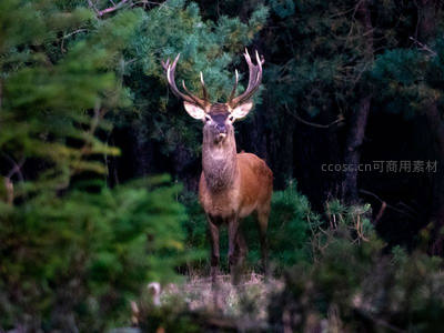 雄鹿昂首立于密林，巨角威严尽显王者风范