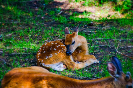 幼鹿蜷卧林荫下，斑点绒毛尽显柔美可爱