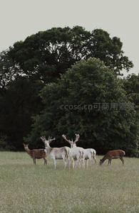 鹿群静立田野间，白鹿棕鹿共绘和谐画卷