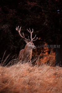 秋日草丛中雄鹿昂首远眺