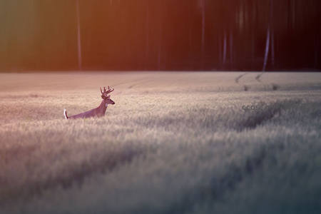 晨雾田野中孤独雄鹿剪影