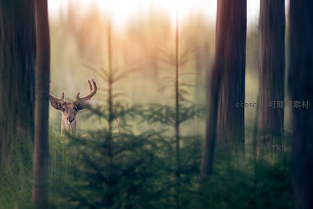 森林深处幼鹿好奇探头张望