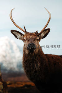 雄鹿凝视镜头，背景雪山朦胧