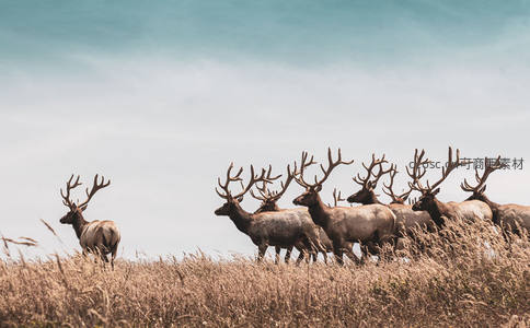 鹿群漫步草原，蓝天白云相伴