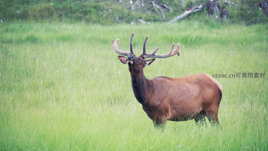 雄鹿昂首挺立，绿野无边