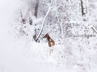 雪林深处，小鹿静立如画