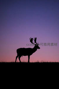 暮色中鹿影剪影如诗