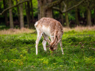 绿野仙踪：小鹿低头啃食青草