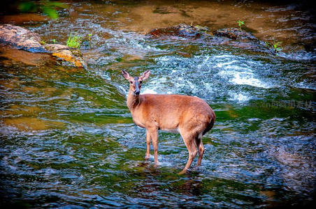 溪水中央的鹿优雅伫立凝望