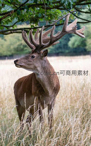 麦田中的巨角雄鹿剪影