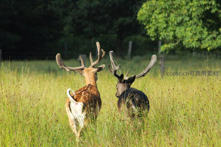 双鹿漫步草甸，斑点与黑影共舞