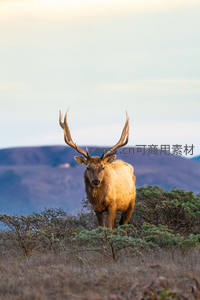 荒原孤鹿，夕阳余晖镀金身
