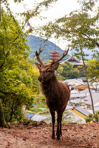 古寺前的神鹿，人与自然和谐共生