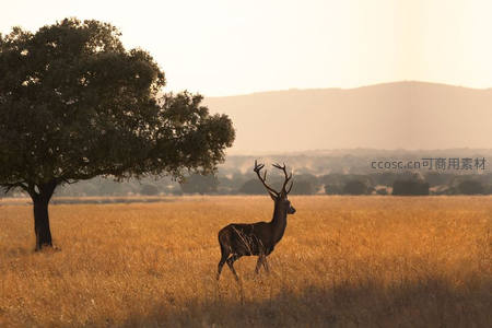 夕阳下雄鹿漫步金色草原剪影