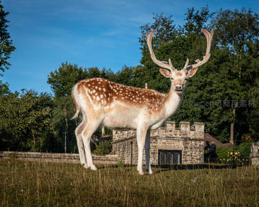 斑点鹿昂首挺立古堡前草坪