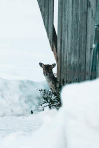 雪中探头小鹿，好奇张望木屋旁