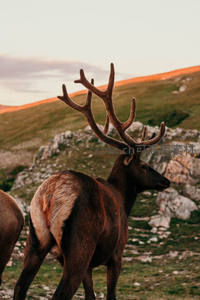 夕阳山巅雄鹿，巨角映霞光
