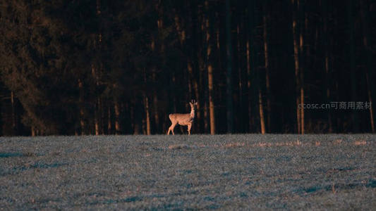 晨雾田野孤鹿，林边静立如画