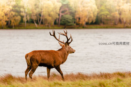 湖畔漫步雄鹿，秋色倒影如诗