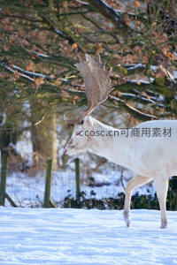 雪地白鹿踏步优雅前行