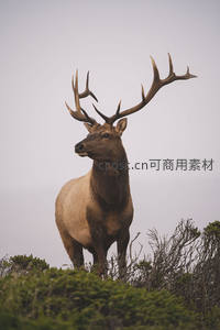 山巅雄鹿昂首，王者风范尽显
