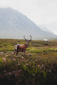 苏格兰高地鹿，云雾缭绕间悠然自得