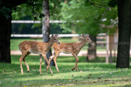 林间双小鹿，斑点跃动如童话