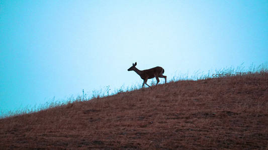 晨曦中鹿影跃动山脊，剪影勾勒自由轮廓