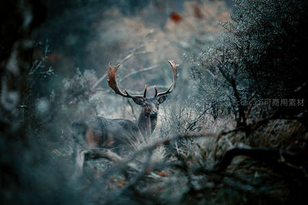 雾霭森林中雄鹿昂首伫立，枝杈巨角彰显王者风范
