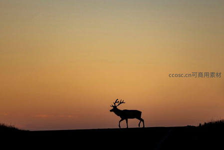 夕阳下孤独鹿影剪影