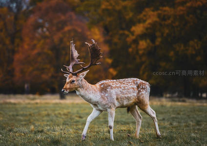 斑点鹿漫步秋林间