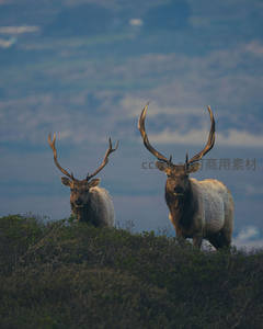 双雄鹿守望山巅