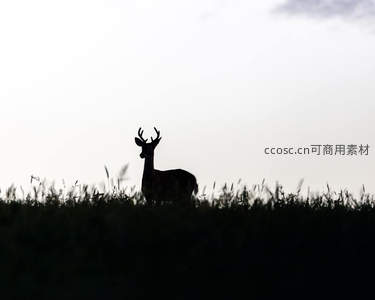 剪影鹿立于草坡之上