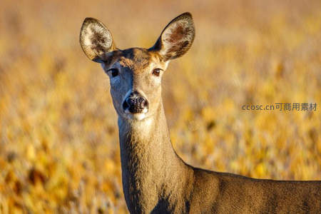 秋日鹿眸映金色原野
