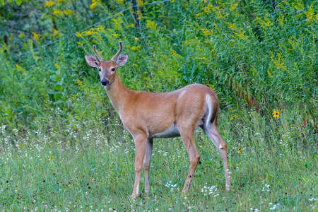 花丛中优雅站立的鹿