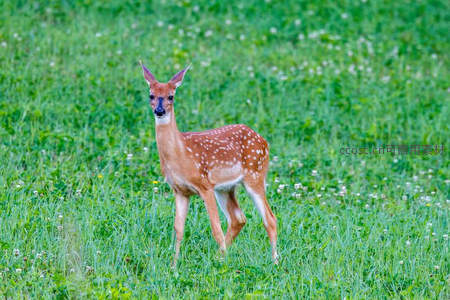 斑点小鹿草原悠然漫步