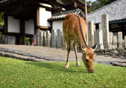 古寺前小鹿低头啃食青草