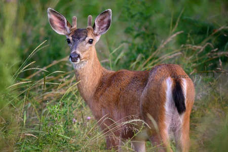 林间白尾鹿回眸凝视镜头