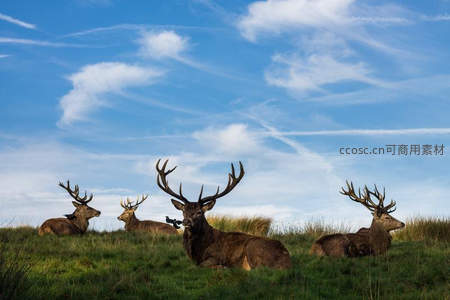 雄鹿群卧于草原仰望蓝天