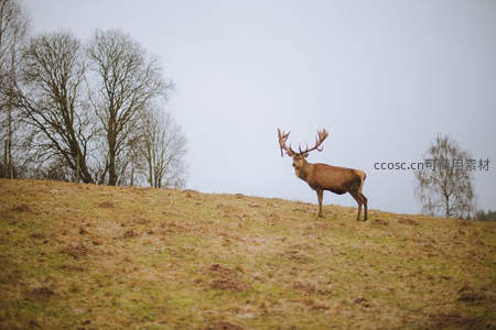 孤鹿立于荒坡凝望远方