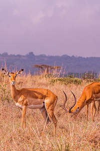 草原羚羊对视镜头姿态优雅
