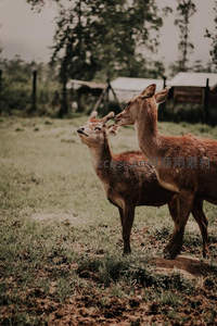 母鹿亲吻幼崽，草地上的温馨瞬间