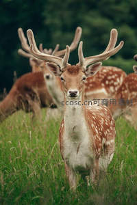 梅花鹿群伫立草原，雄鹿凝视镜头