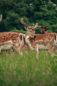 斑鹿群在绿野中悠然漫步
